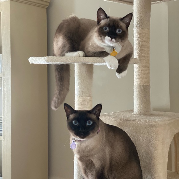 Meet your Posher, Peyton - Picture 4 of 5